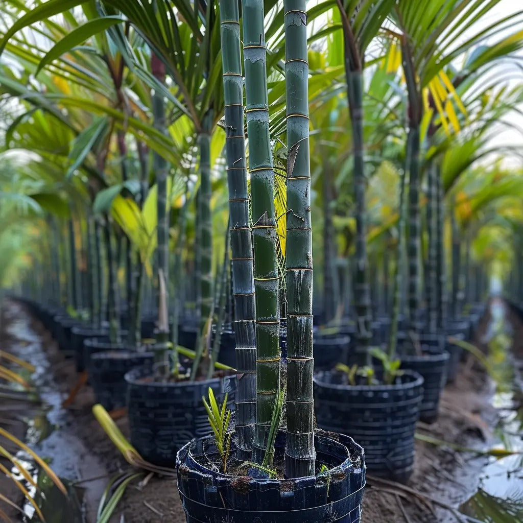 Premium High-Sucrose Sugarcane Seeds | 1000+ Non-GMO Hybrid Sugar Cane Seeds for Home Gardening 🌿🍬
