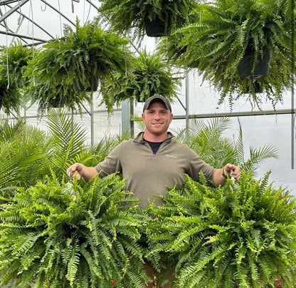 🔥 $9.96 On Sale Only Today 🌱 UV-Resistant Lifelike Artificial Boston Fern