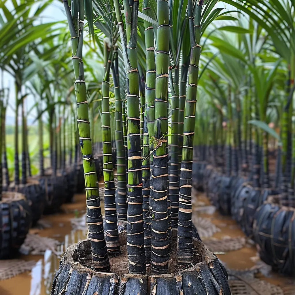 Premium High-Sucrose Sugarcane Seeds | 1000+ Non-GMO Hybrid Sugar Cane Seeds for Home Gardening 🌿🍬